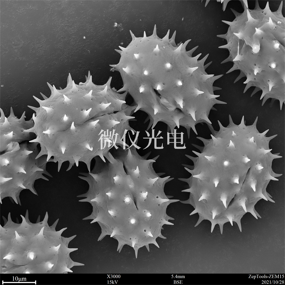 掃描電鏡測(cè)樣，要注意什么？