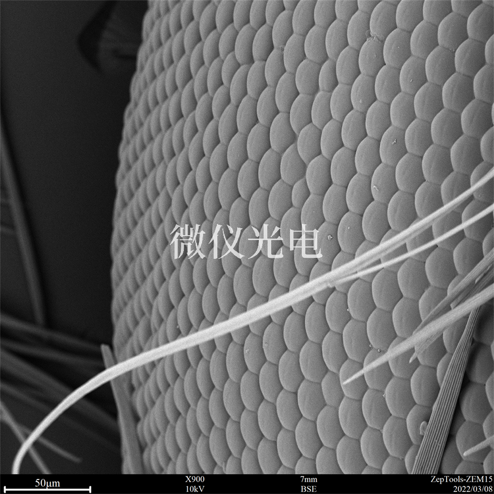掃描電鏡有沒有什么局限性?